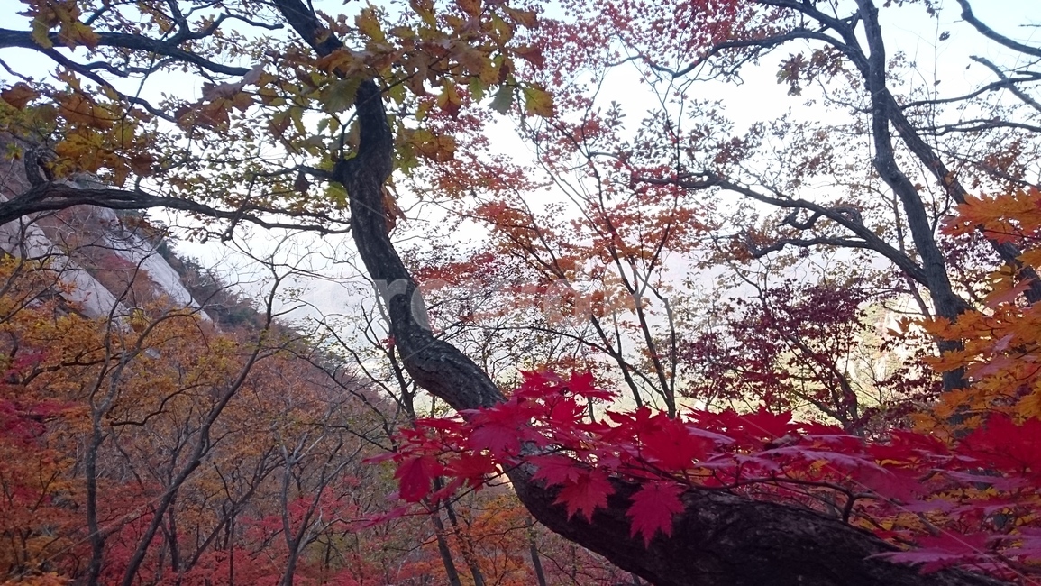 가을,단풍,북한산,밤골단풍,등산