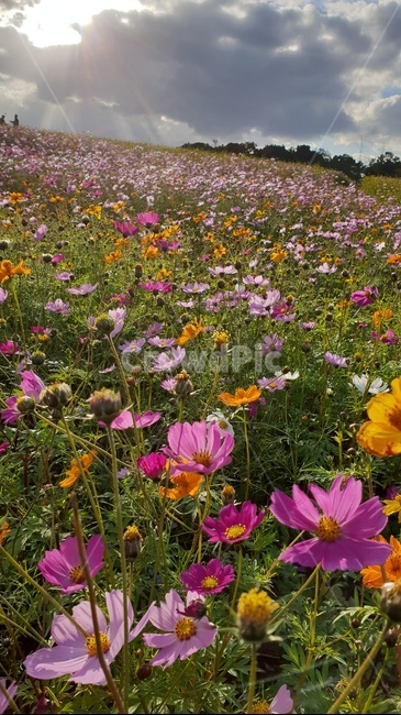 grassland,목초지,outdoors,옥외,field,들,plant,식물,nature,농촌,rural,농장,farm,자연,countryside,한지방,코스모스,가을,언덕