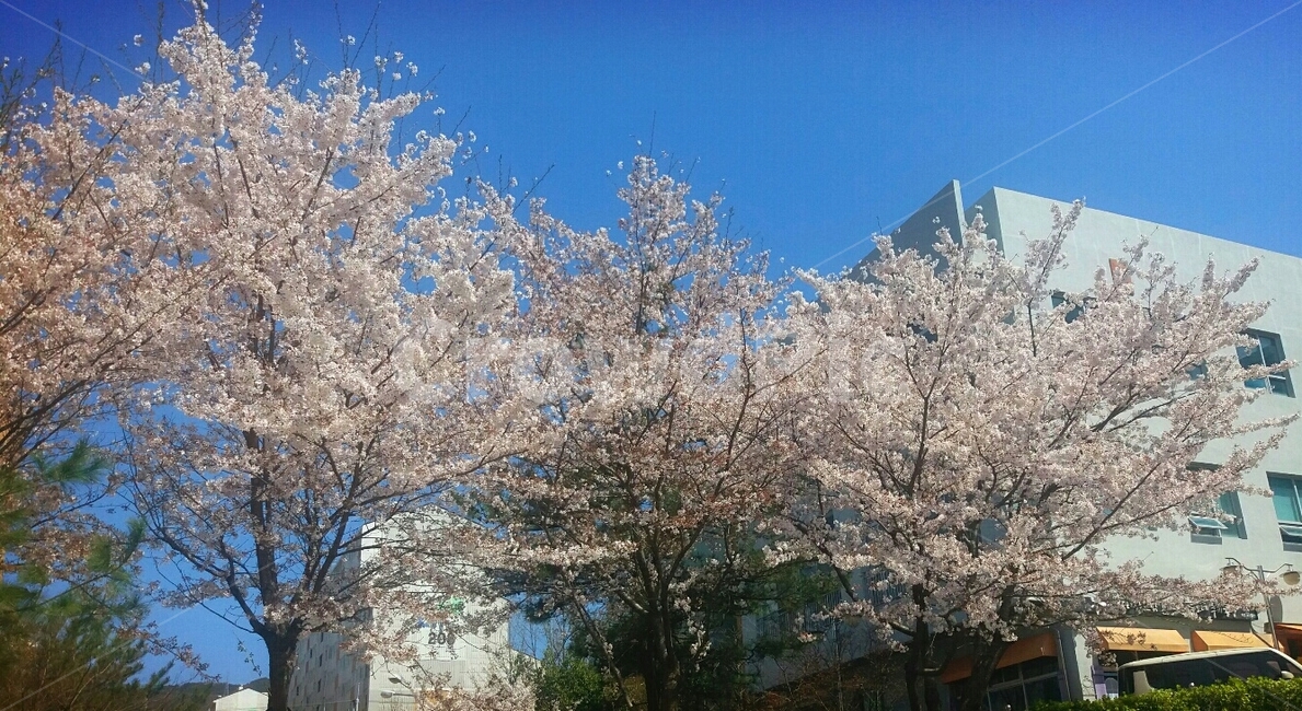봄,꽃,벚꽃,4월,나무,봄,계절,spring,season,plant,식물,flower,blossom