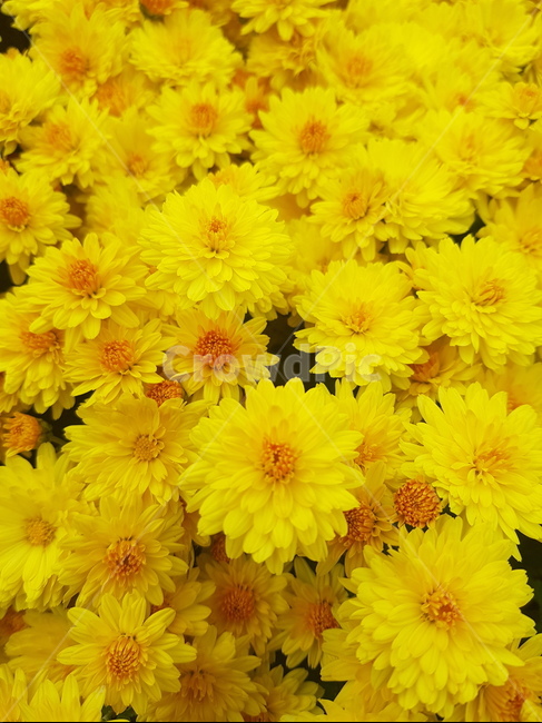 금방울,소국,국화,화단국화,황굽,식물,자연,plants,nature,꽃,flower
