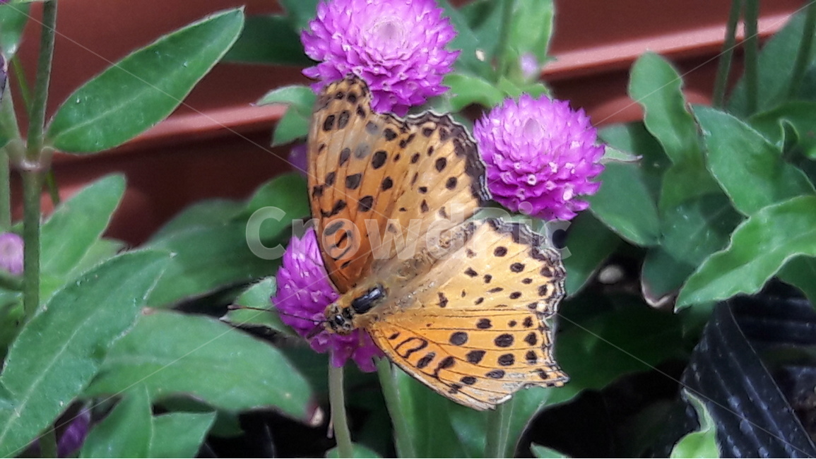 인천나비공원,천일홍,나비,꽃,보라색,동물,animal,곤충,벌레,insect,bug