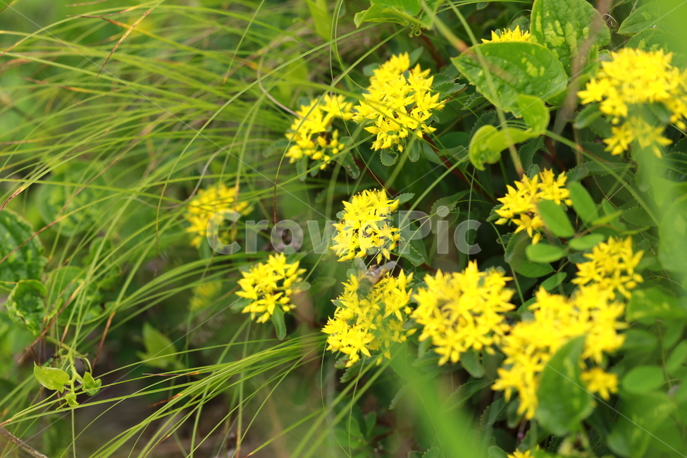 야생화,들꽃,기린초,꽃,봄,여름,식물,자연,plants,nature,꽃,flower