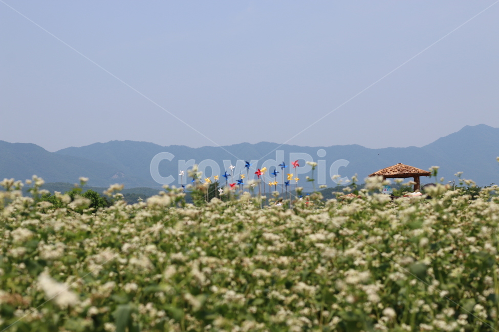 메밀,메밀꽃,메밀밭,메밀꽃밭,메밀축제,꽃,만개,식물,자연,야외,배경,풍경,낮,흰색,흰색꽃,초록,시골