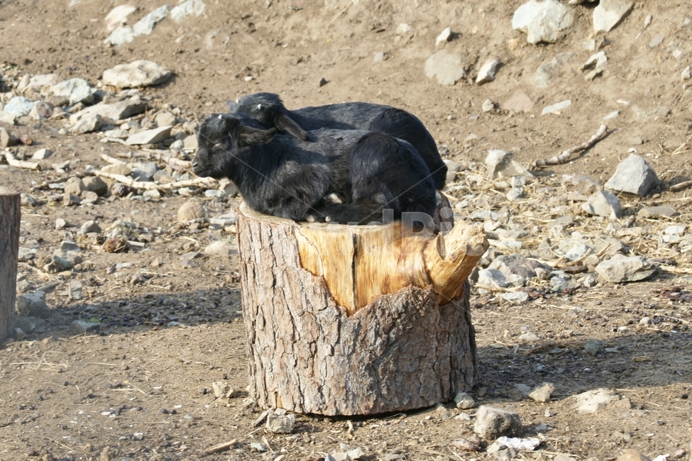 염소,휴식,가축,동물,새끼,동물,animal,포유류,mammal