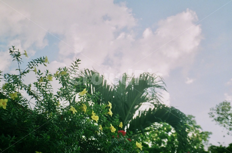 정원,하늘,나무,자연,sky,구름,cloud,leaf,잎,garden,tree,nature