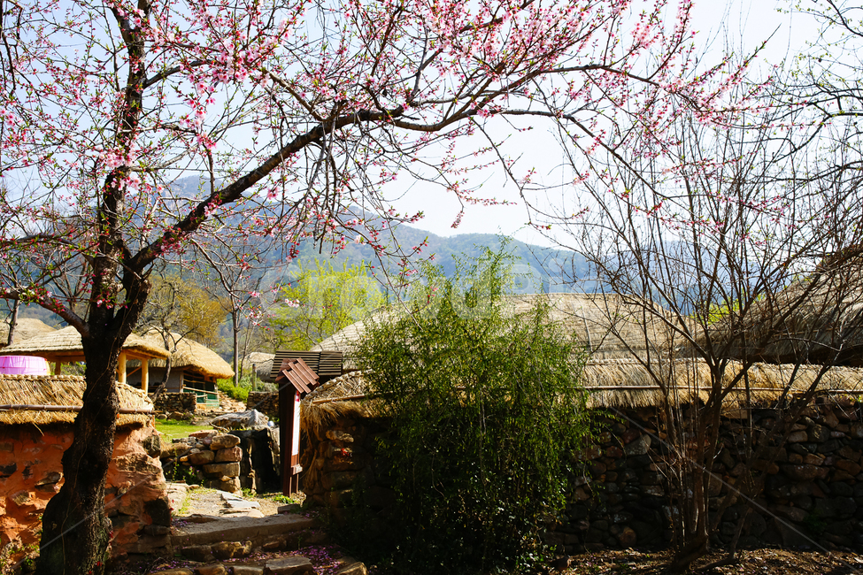 earthen wall,sprout,nature,thatched house,tree,feeling,flower,spring,spring flowers,petal,Emotion,country village,peach blossom