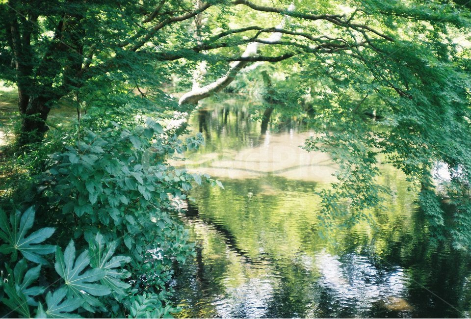 호수,자연,풍경,여름,필름,반사,물결,여름,계절,summer,season,자연,풍경,nature,landscape,감성,sensible,feeling,휴식,힐링,rest,relaxation,healing,water,물,outdoors,옥외,vegetation,초목,plant,식물,land,땅