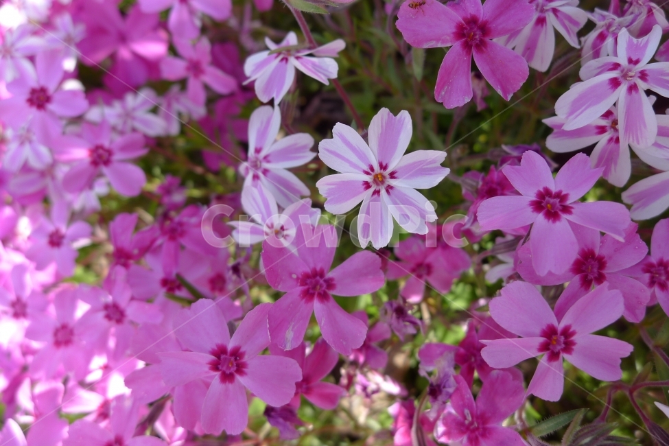 꽃,분홍꽃,이름모를,핫핑크,핑크,들꽃,식물,자연,plants,nature,꽃,flower