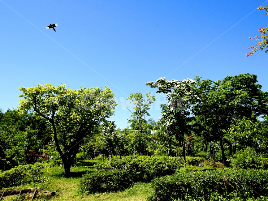 나무,식물,자연,풍경,조류,자연,풍경,nature,landscape,동물,animal,조류,새,birds