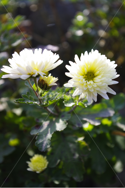 식물,plant,꽃,flower,국화,소국,식물,자연,plants,nature,꽃,flower