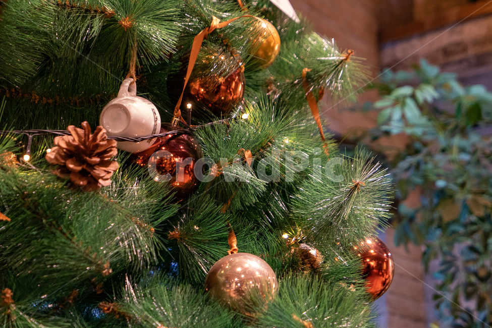 plant,식물,ornament,장식,tree,크리스마스트리,christmastree,나무,크리스마스,christmas,겨울,계절,winter,season,메리크리스마스,성탄절,merry christmas