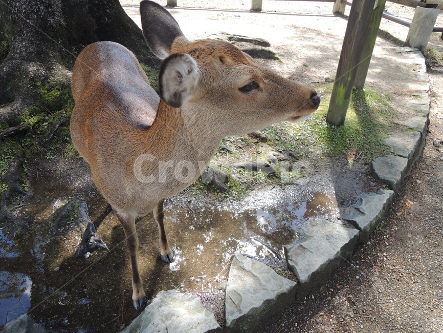 사슴,동물,공원,야생사슴,사슴공원,동물,animal,포유류,mammal