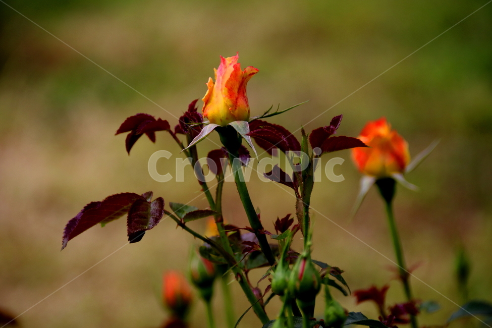 꽃,장미,봄,자연,식물,식물,자연,plants,nature,꽃,flower