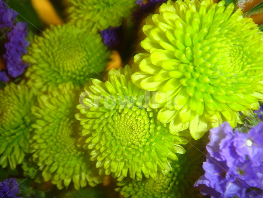 꽃,plant,식물,자연,근접,봄,green,flower