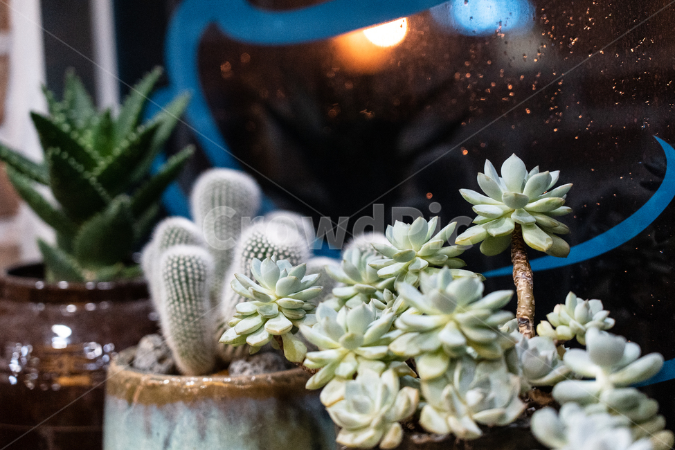 다육이,식물,다육식물,botanical,succulents