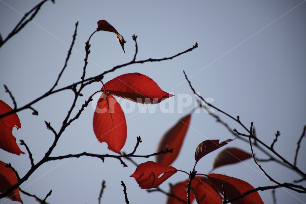 잎,단풍,벚나무잎,redleaves,leaf,가을,계절,fall,autumn,season,plant,식물,veins,정맥,animal,동물,bird,새