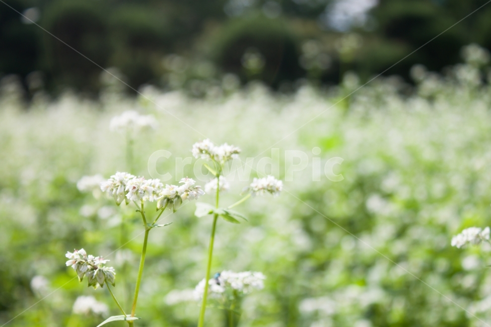메밀,메밀꽃,메밀밭,꽃밭,꽃,flower,buckwheatflower,식물,자연,plants,nature,꽃,flower,감성,sensible,feeling