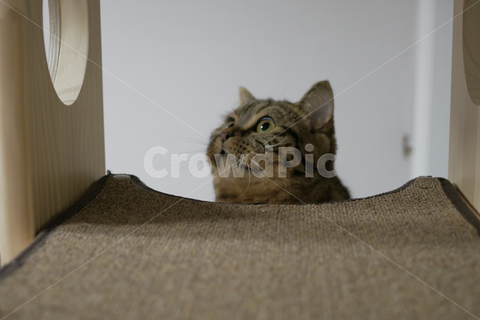 고양이,개냥이,동물,얼굴,표정,애교,하품,귀여운,동물,animal,포유류,mammal,고양이,cat,kitten,kitty