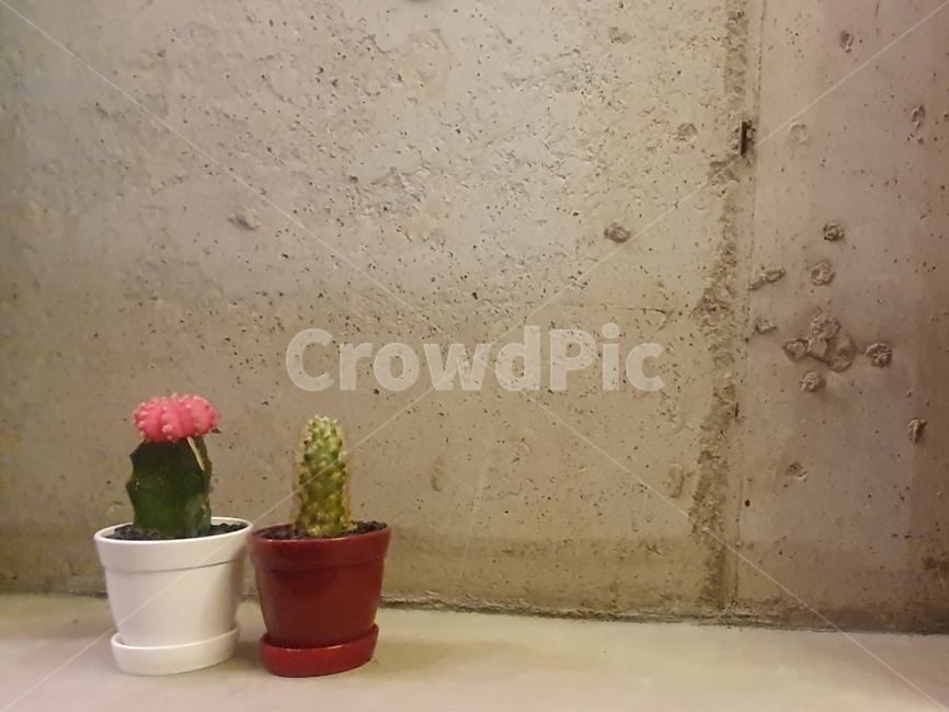 선인장,화분,식물,인테리어,cactus,planter