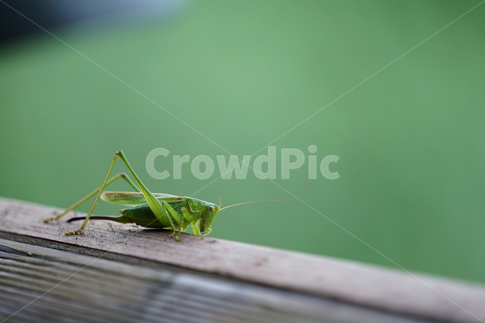 insect,곤충,cricketinsect,크리켓곤충,동물,animal,무척추동물,invertebrate,gampsocleissedakoviiobscurawalker,곤충,벌레,insect,bug
