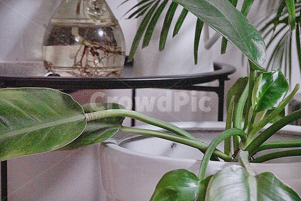 plant,식물,녹색,인테리어,잎