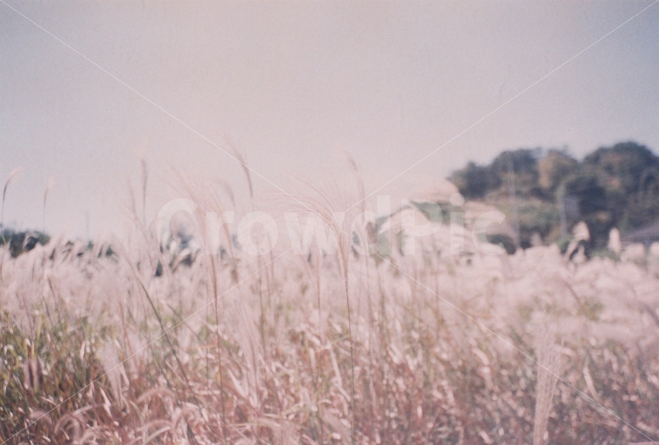 갈대,갈대밭,가을,억새,필름사진,greatwellPF1,장성카메라,필름카메라,자연,풍경,nature,landscape,가을,계절,fall,autumn,season,감성,sensible,feeling,plant,식물,grass,잔디