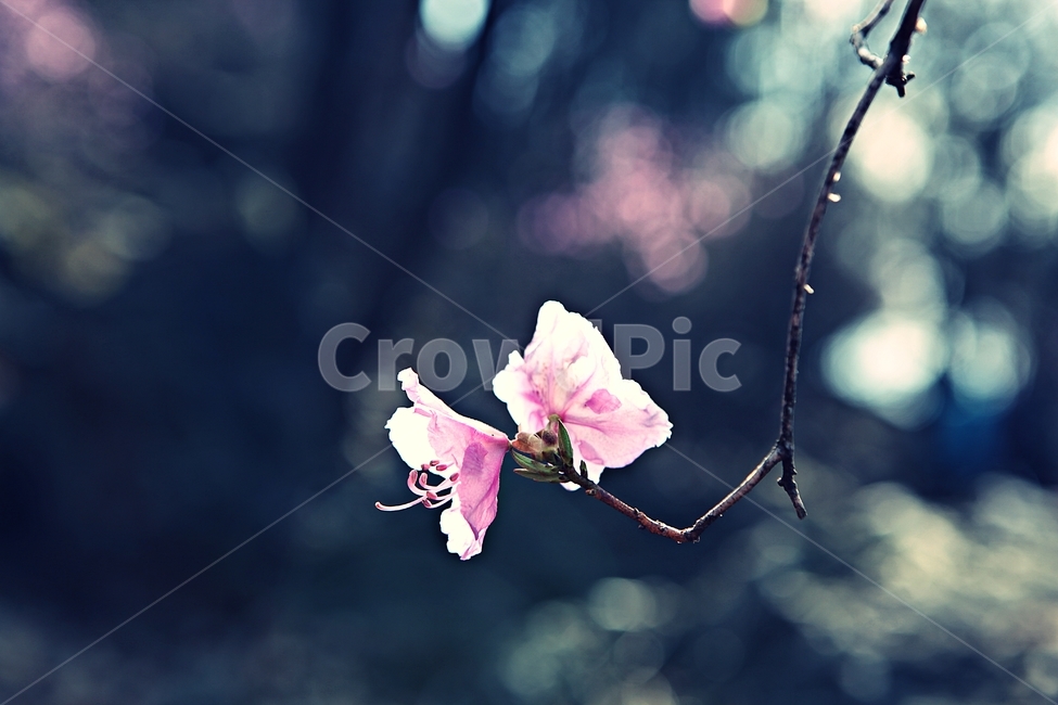 진달래,꽃,식용꽃잎,꽃나무,자연,배경,식물,자연,plants,nature,꽃,flower