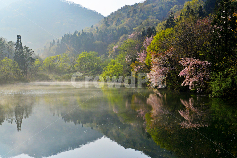 전남,화순,세량지,세량제,저수지,벚꽃,산벚꽃,봄,계절,반영,여명,아침,plant,식물,tree,나무,fir,전나무,nature,자연,outdoors,옥외,water,물,물안개,날씨,한국자연풍경,한국자연경관,korea nature landscape