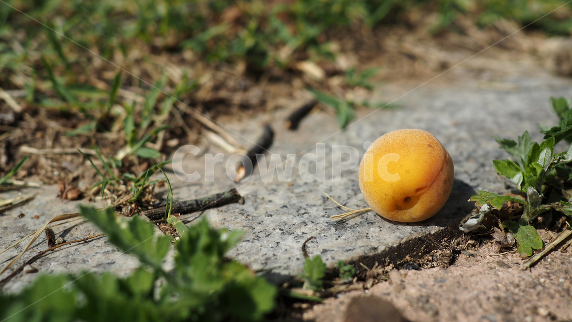 열매,살구,노란색,fruit,apricot