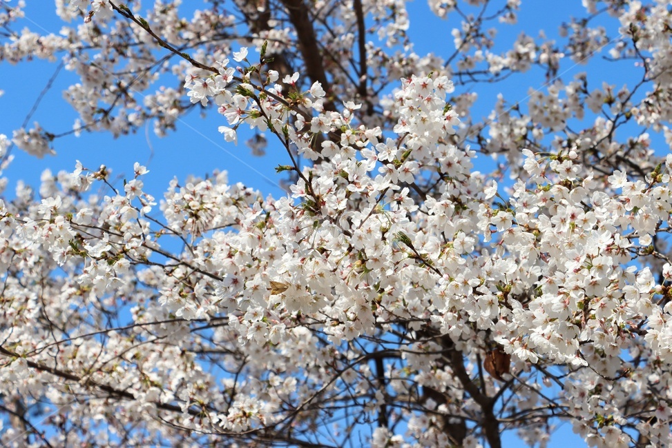 벛꽃,벚꽃,꽃,봄,flower,식물,blossom,plant,cherryblossom,흰색,흰꽃,핑크,pink,white