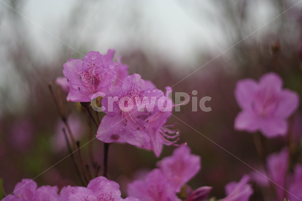 봄,비,봄비,철쭉,사랑의기쁨,봄,계절,spring,season,식물,자연,plants,nature,꽃,flower,geranium,제라늄,blossom,plant
