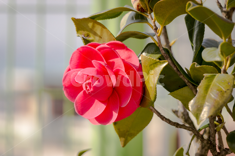 꽃,봄,접사,식물,나무,아웃포커싱,flower,plant,tree,outforcusing,spring,자연환경,자연,새싹,nature,따뜻함,warm,식물,자연,plants,nature,꽃,flower