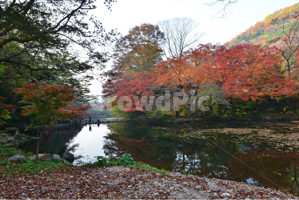 water,물,outdoors,옥외,nature,자연,tree,나무,plant,식물,maple,단풍,leaf,잎,장성,백양사,백양사추색,가을,계절,추색,만추,단풍잎,반영