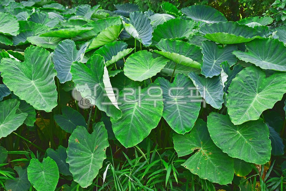 Cheonnam and,green,subtropical plants,field farming,Taro stand,tropical herbaceous plant,industry,crops,leaf,food,health food,taro leaves,background,plant,ingredients,edible