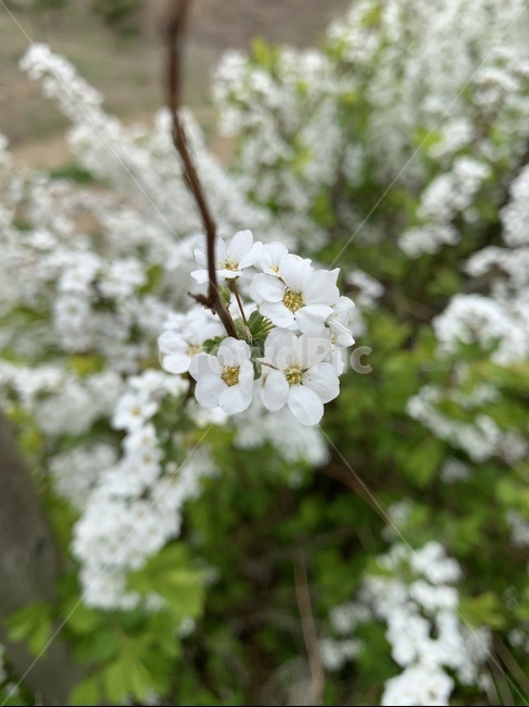 꽃,하얀꽃,자연물,flower,하얀색,흰,자연