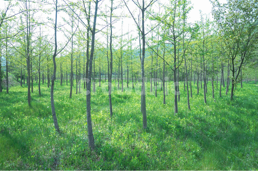 나무,초록,봄,풍경,풀,자연,풍경,nature,landscape,식물,plants,나무,trees,wood,휴식,힐링,rest,relaxation,healing,vegetation,초목,plant,tree,woodland,삼림지,forest,숲,outdoors,옥외,land,땅,grove,작은 숲