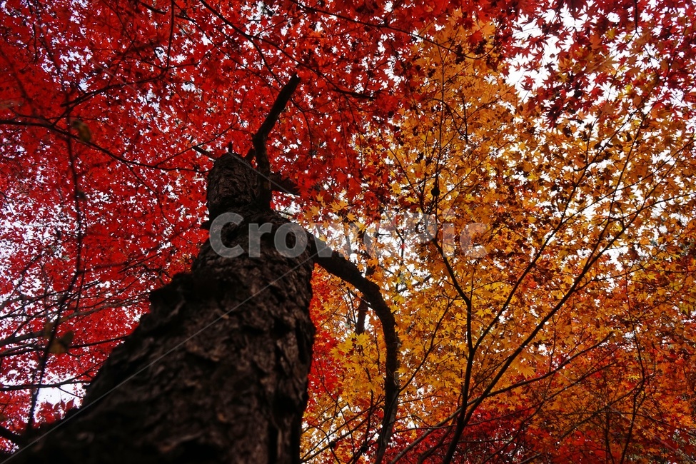 가을,단풍,단풍나무,화려함,가을풍경,autumn,fall,autumnleaves,plant,nature,계절,나무,븕은색,maple,red,season,colorful,느낌,감성,trees,branches,울긋불긋,자연가을,자연,가을감성,가을느낌,가을배경,풍경,가을,계절,fall,autumn,season,식물,자연,plants,nature,나무,trees,wood,leaf,잎,tree