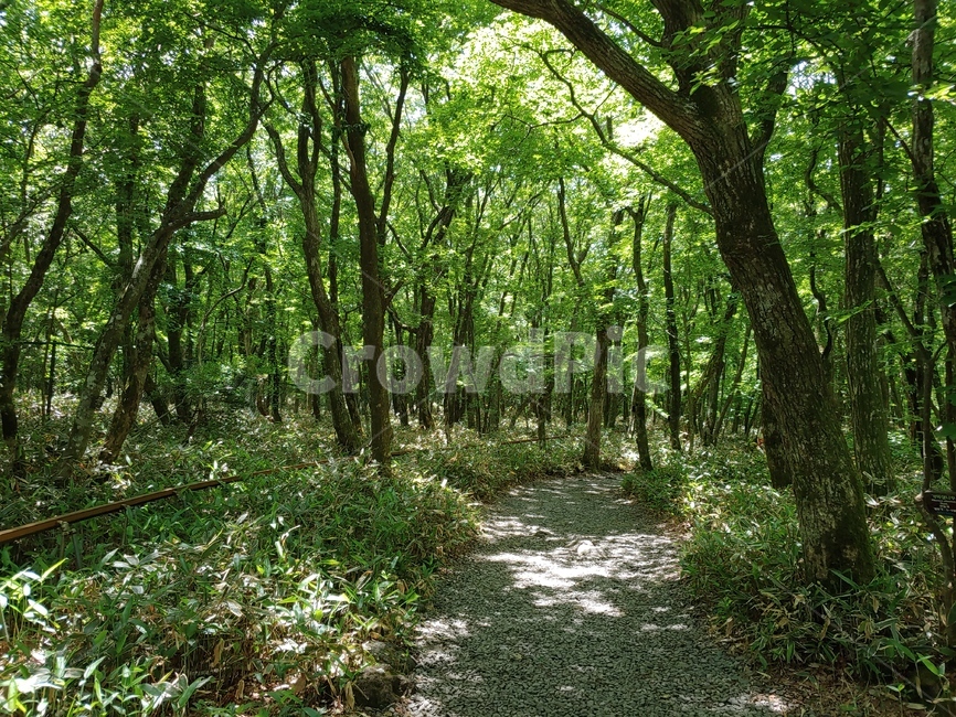 산길,나무,숲,숲길,숲속,green,woods,plant,식물,자연,nature,환경,environment,신선한,fresh,trees