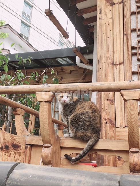 고양이,한옥,시선,고양이눈매,한옥속고양이,동물,animal,포유류,mammal,고양이,cat,kitten,kitty