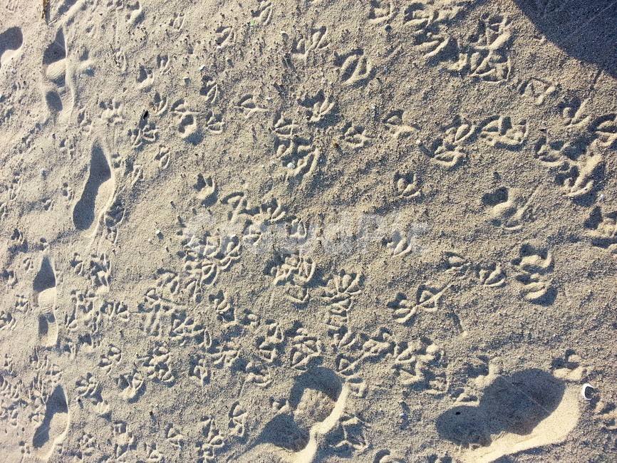 발자국,바닷가,모래,갈매기발자국,새발자국,footsteps,감성,자연,풍경,nature,landscape