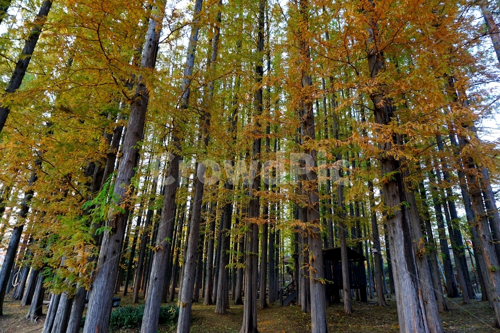 풍경,자연,나무,숲,오두막,가을,계절,fall,autumn,season,식물,자연,plants,nature,나무,trees,wood,tree,plant,tree trunk,나무 줄기