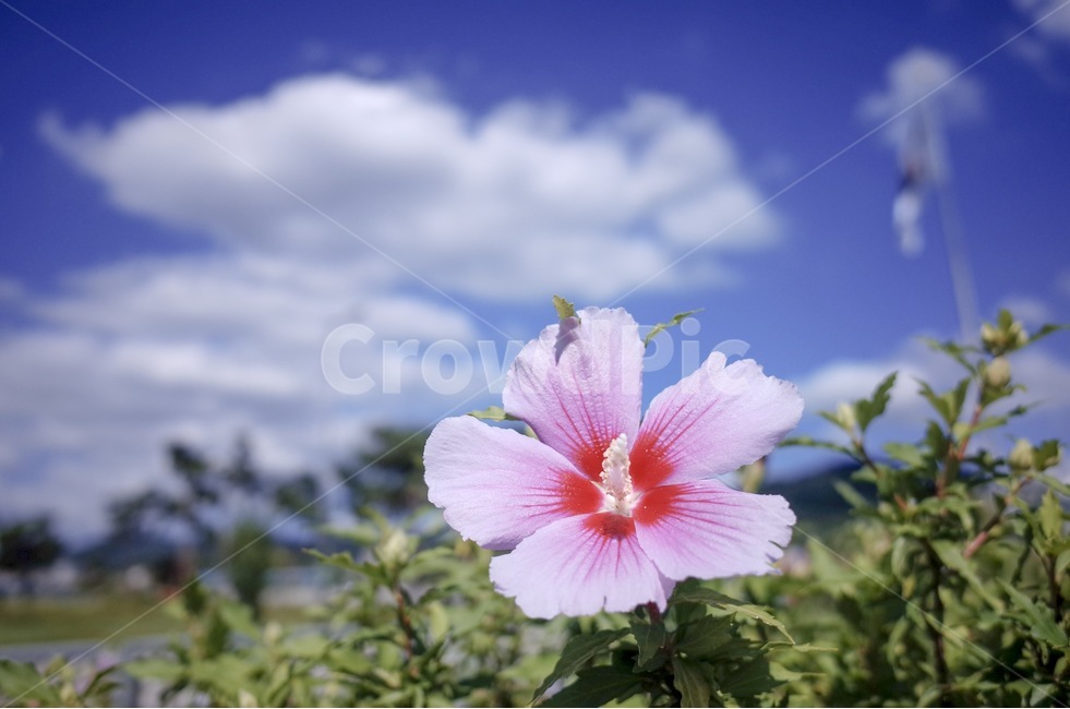 무궁화,하늘,꽃,구름,자연,식물,자연,plants,nature,꽃,flower