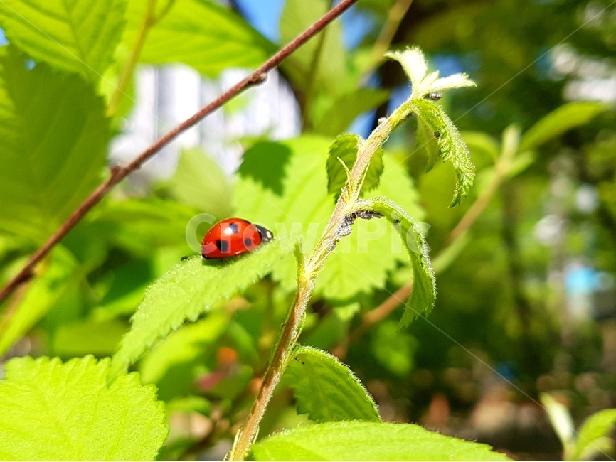 무당벌레,곤충,칠성무당벌레,딱정벌레,해충,익충,Ladybug,동물,animal,곤충,벌레,insect,bug