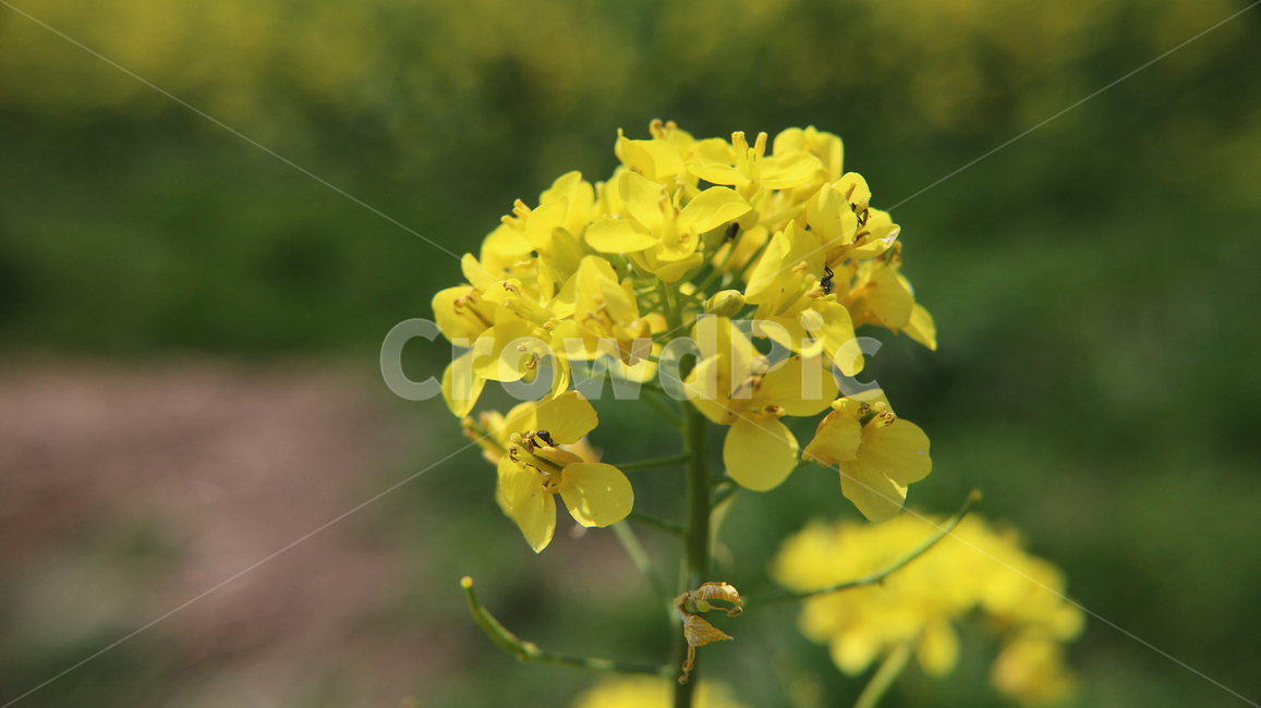 유채꽃,plant,식물,pollen,화분,봄