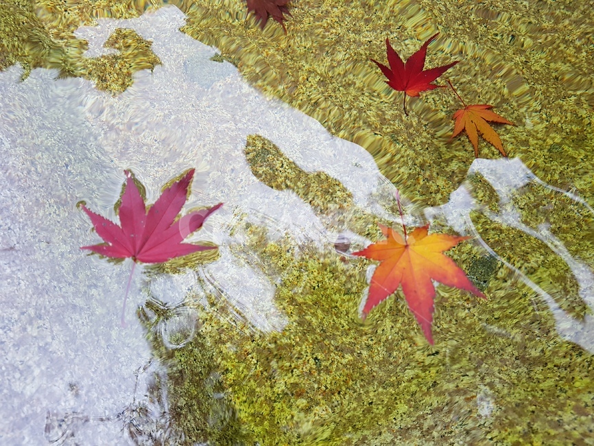 leaf,잎,식물,가을,mapleleaf,단풍잎,tree,나무,자연,감성,가을,계절,fall,autumn,season,plant,maple leaf