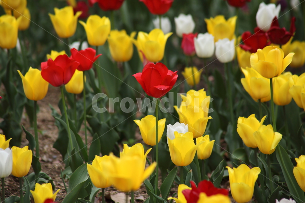 튤립,꽃,구근초,백합과,tulip