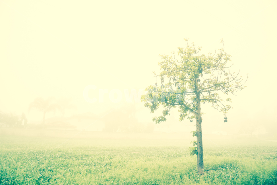 미국,켈리포니아,얼바인,안개,나무,자연,풍경,nature,landscape,식물,plants,나무,trees,wood,tree,plant