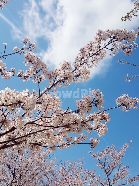 꽃,벚꽃,하늘,벚나무,봄,구름,꽃나무