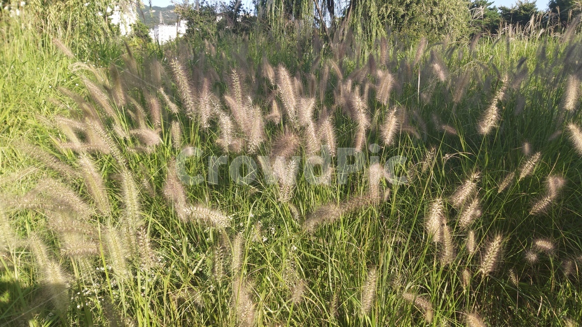 억새,억새풀,수풀,나무,자연,계절,하늘,silvergrass,forest,trees,nature,season,sky,자연,풍경,nature,landscape,식물,plants,grass,잔디,plant,lawn