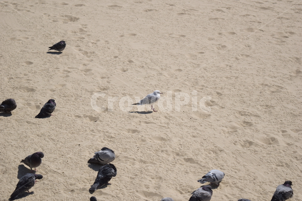 갈매기,바다,해운대,모래사장,바닷가,자연,풍경,nature,landscape,해변,바다,beach,sea,animal,동물,bird,새